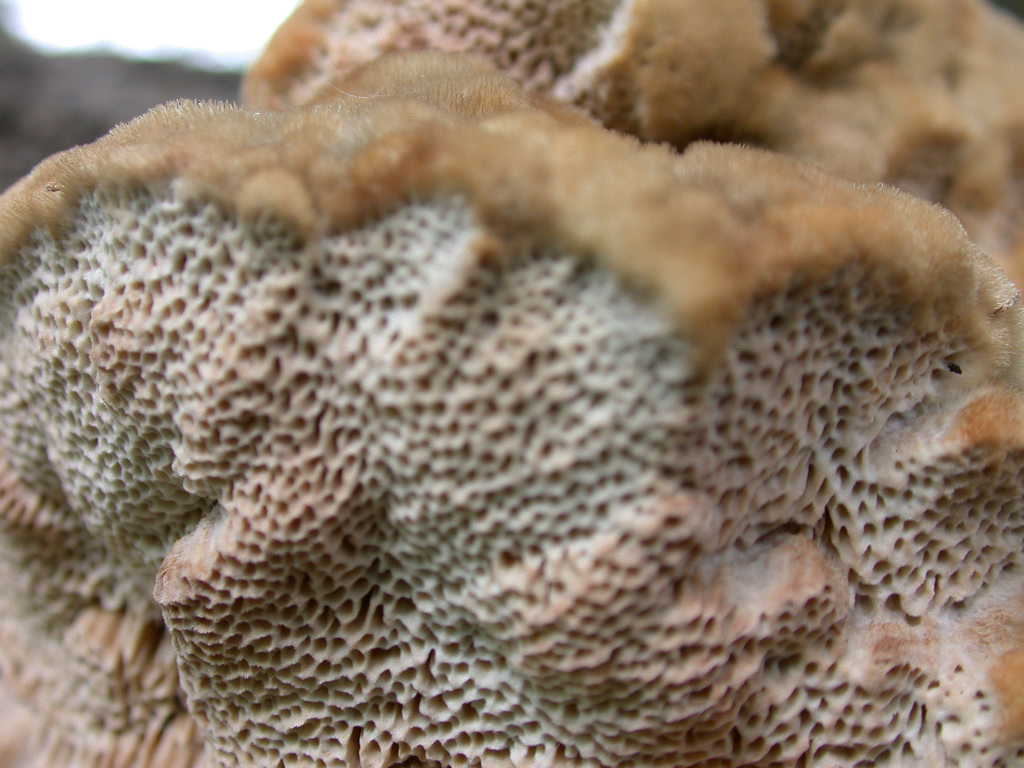 Un bellissimo peloseto ... QUIZ